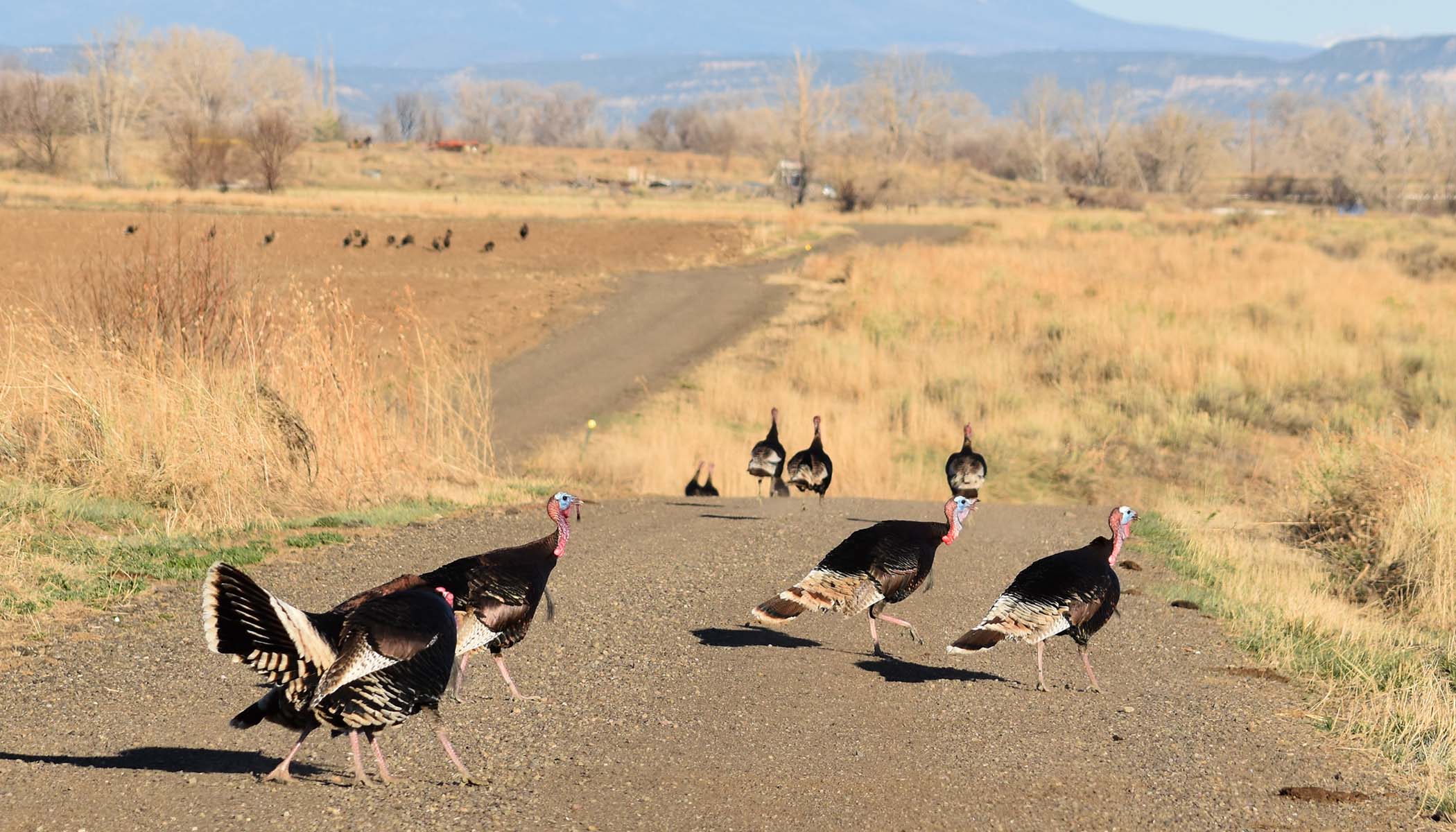 This May be Your LAST Turkey Season! Hunt Daily