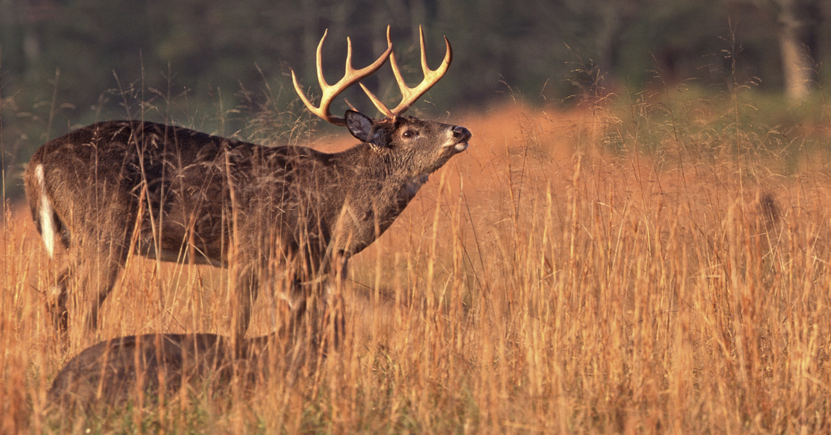 How to Bring Big Bucks to YOU! - Hunt Daily