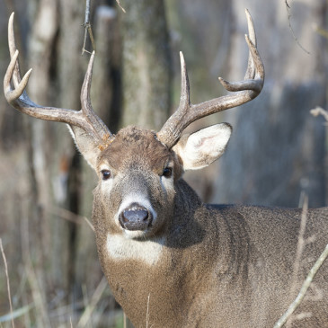 #1 Strategy for Hunting the Rut