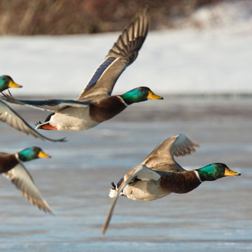 Reviewed: Best Waterfowl Load on the Market
