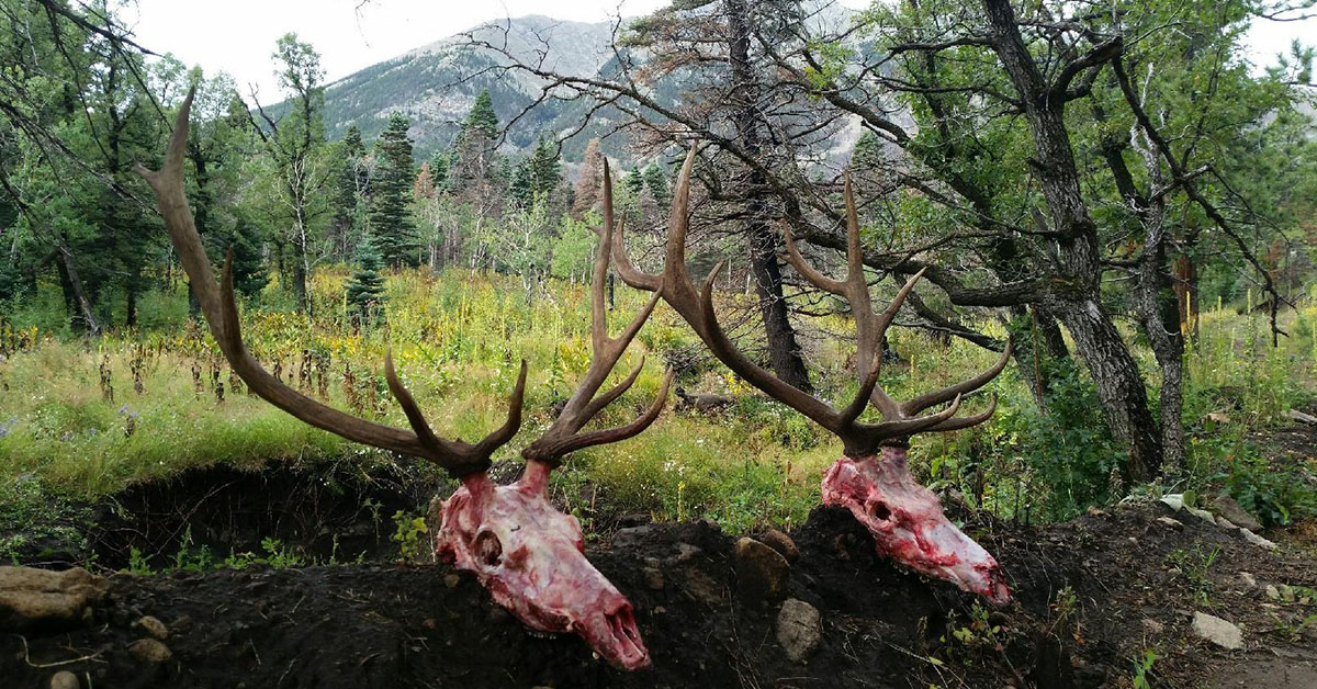 Leftover Montana Elk Tags = Hunt of a Lifetime! Hunt Daily